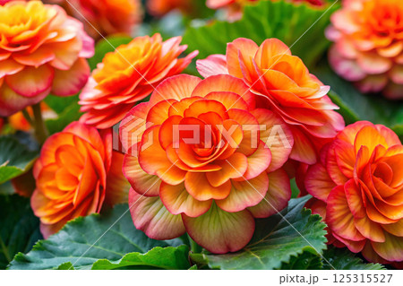 colorful flower in the garden 125315527