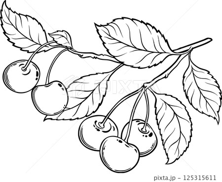 Cherry Branch with Berries  Outline  Illustration 125315611