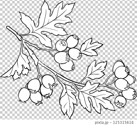 Hawthorn Branch Outline Illustration 125315618