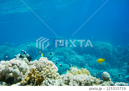 Underwater Scene With Coral Reef 125315719