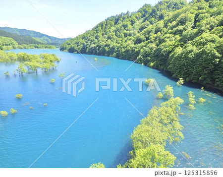 初夏だけの絶景、秋田県仙北市の秋扇湖水没林 初夏だけの絶景、秋田県仙北市の秋扇湖水没林 125315856