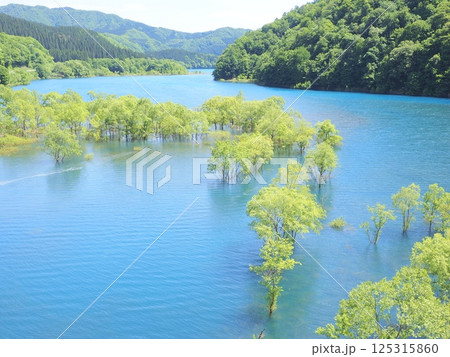 初夏だけの絶景、秋田県仙北市の秋扇湖水没林 125315860