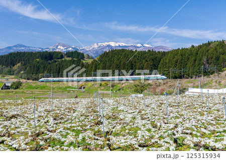 梨畑を走る山形新幹線つばさ 125315934