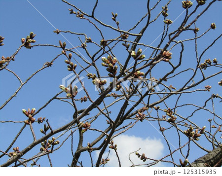 蕾が膨らんで来たこじま花の会花畑桜並木のサクラ 125315935