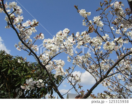 八分咲きのこじま花の会花畑桜並木のサクラ 八分咲きのこじま花の会花畑桜並木のサクラ 125315938