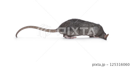 Rat on white background Rat on white background 125316060