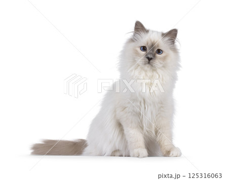 Birman cat on white background Birman cat on white background 125316063