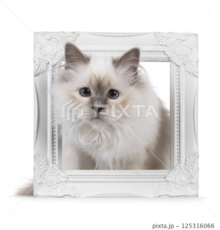 Birman cat on white background 125316066