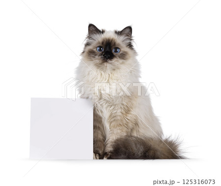 Birman cat on white background Birman cat on white background 125316073