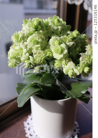 出窓に緑の花カランコエを飾る 出窓に緑の花カランコエを飾る 125316146