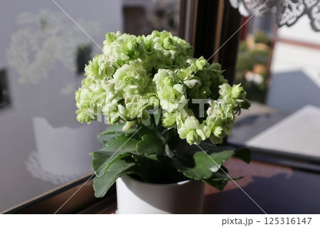 出窓に緑の花カランコエを飾る 出窓に緑の花カランコエを飾る 125316147