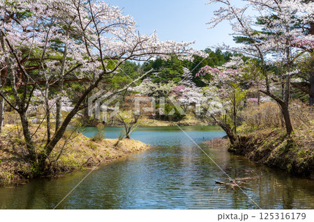 桜咲く半田沼 桜咲く半田沼 125316179