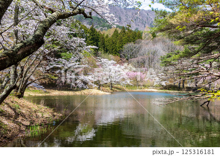 桜咲く半田沼 125316181