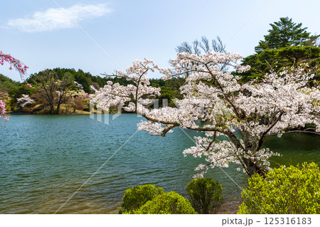 桜咲く半田沼 125316183