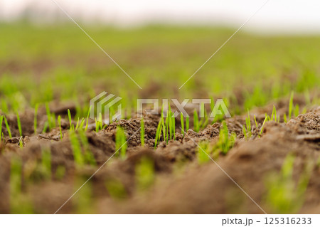 A group of green sprouts growing from the soil. Young plants growing in a farmer's field. A group of green sprouts growing from the soil. Young plants growing in a farmer's field. 125316233