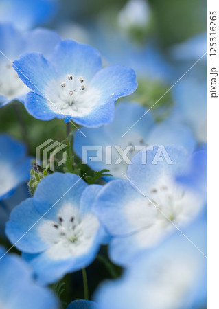 青いネモフィラ 125316265