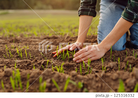 Farmer holds a young green wheat sprouts in hands checking quality of new crop. Concept of ecology. 125316332