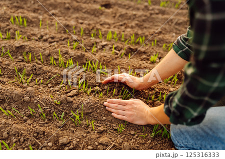 Farmer holds a young green wheat sprouts in hands checking quality of new crop. Concept of ecology. 125316333