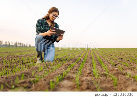A woman agronomist examines new sprouted shoots in the field using a digital tablet. 125316336
