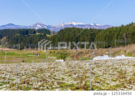 梨畑を疾走する列車 125316450