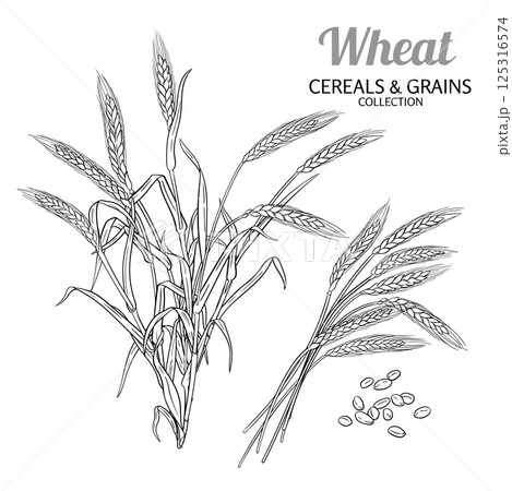 Wheat Plant with Seeds Outline Illustration. 125316574