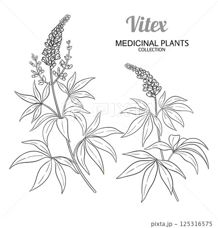 Vitex Plant with Flowers Outline Illustration 125316575