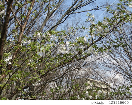 咲き始めたこじま花の会花畑桜並木のサクラ 125316600