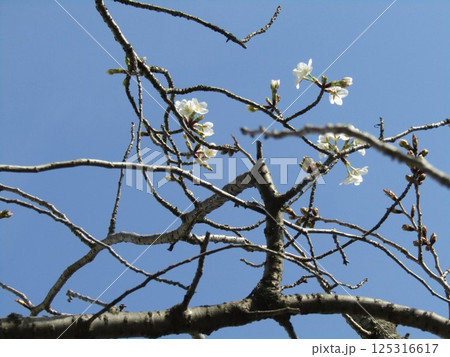 咲き始めたこじま花の会花畑桜並木のサクラ 咲き始めたこじま花の会花畑桜並木のサクラ 125316617