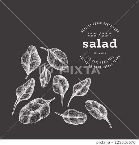 Vintage Style Chalk Board Spinach Illustration. Green Vegetable Illustration. Vector Hand Drawn Salad. 125316676
