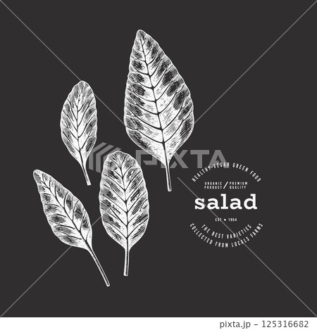 Vintage Style Chalk Board Amaranth Illustration. Green Vegetable Illustration. Vector Hand Drawn Salad. 125316682