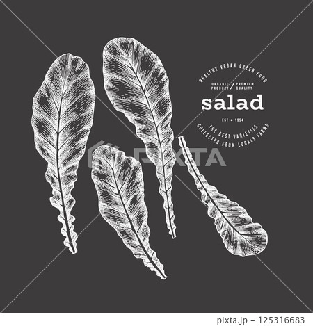 Vintage Style Chalk Board Turnip Greens Illustration. Green Vegetable Illustration. Vector Hand Drawn Salad. 125316683