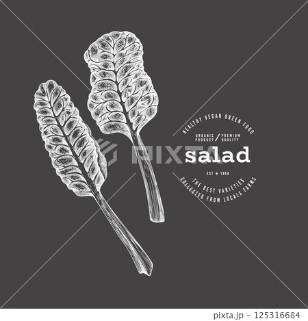 Vintage Style Chalk Board Swiss Chard Illustration. Green Vegetable Illustration. Vector Hand Drawn Salad. 125316684