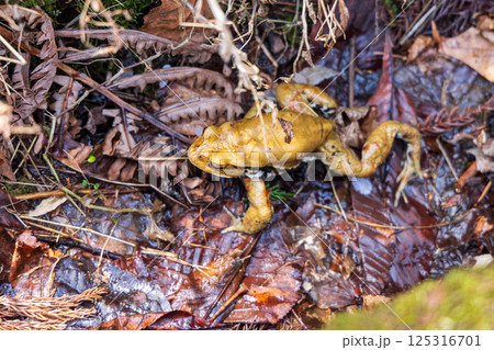 産卵近づくアヅマヒキガエル 産卵近づくアヅマヒキガエル 125316701