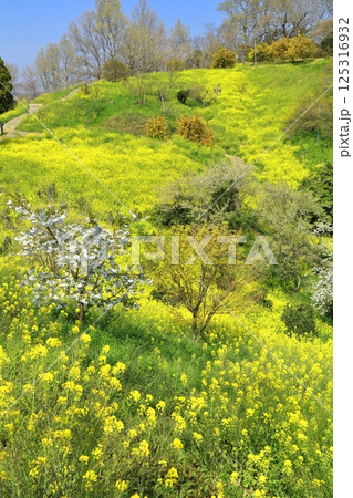 【愛媛県】菜の花が満開の犬寄峠の黄色い丘 125316932
