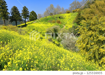 【愛媛県】菜の花が満開の犬寄峠の黄色い丘 125316935