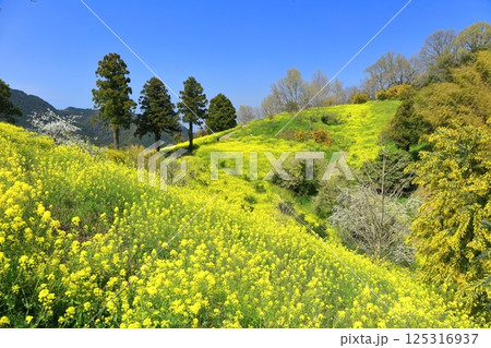 【愛媛県】菜の花が満開の犬寄峠の黄色い丘 125316937