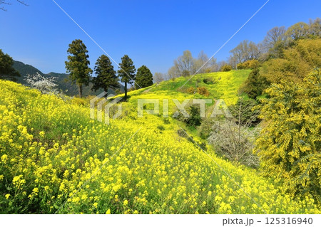 【愛媛県】菜の花が満開の犬寄峠の黄色い丘 125316940