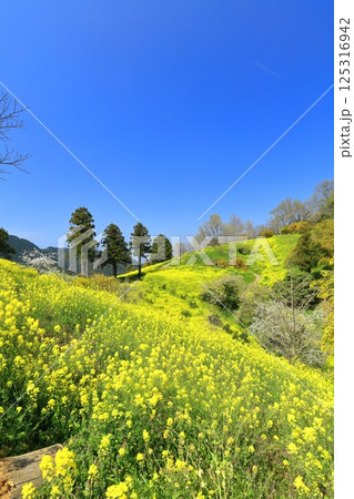 【愛媛県】菜の花が満開の犬寄峠の黄色い丘 125316942