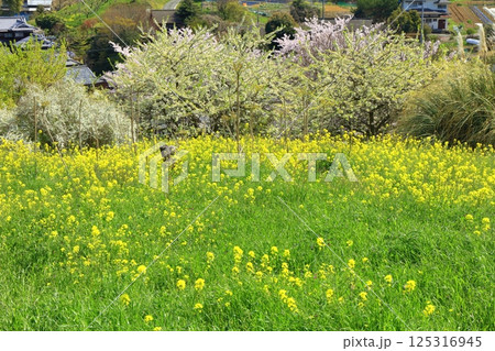 【愛媛県】菜の花が満開の犬寄峠の黄色い丘 【愛媛県】菜の花が満開の犬寄峠の黄色い丘 125316945