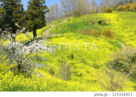 【愛媛県】菜の花が満開の犬寄峠の黄色い丘 【愛媛県】菜の花が満開の犬寄峠の黄色い丘 125316951