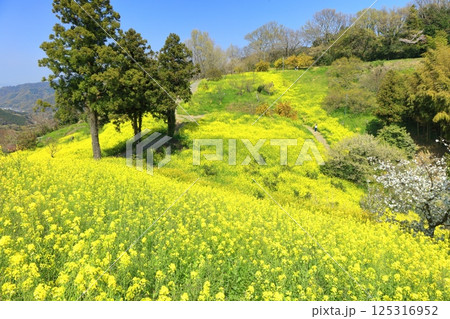 【愛媛県】菜の花が満開の犬寄峠の黄色い丘 【愛媛県】菜の花が満開の犬寄峠の黄色い丘 125316952