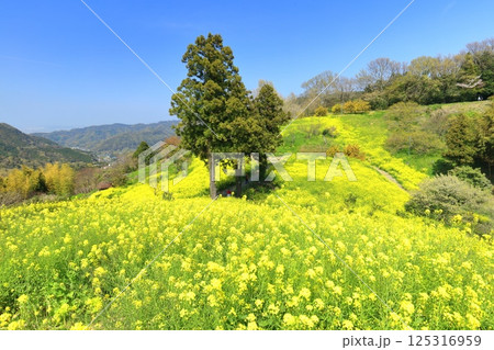 【愛媛県】菜の花が満開の犬寄峠の黄色い丘 125316959