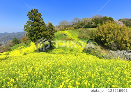 【愛媛県】菜の花が満開の犬寄峠の黄色い丘 125316961