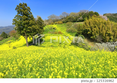 【愛媛県】菜の花が満開の犬寄峠の黄色い丘 【愛媛県】菜の花が満開の犬寄峠の黄色い丘 125316962