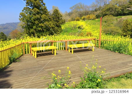 【愛媛県】菜の花が満開の犬寄峠の黄色い丘 125316964