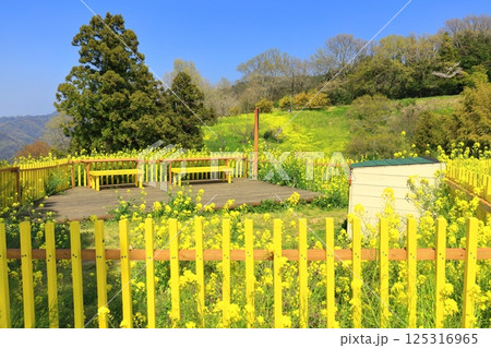 【愛媛県】菜の花が満開の犬寄峠の黄色い丘 【愛媛県】菜の花が満開の犬寄峠の黄色い丘 125316965