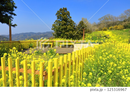 【愛媛県】菜の花が満開の犬寄峠の黄色い丘 【愛媛県】菜の花が満開の犬寄峠の黄色い丘 125316967