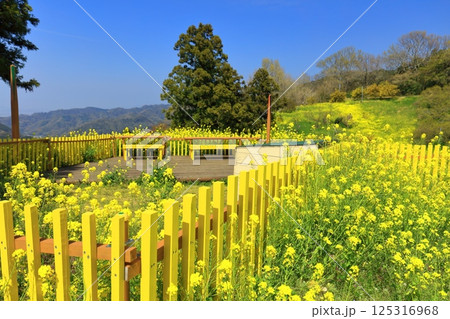 【愛媛県】菜の花が満開の犬寄峠の黄色い丘 【愛媛県】菜の花が満開の犬寄峠の黄色い丘 125316968