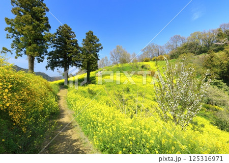 【愛媛県】菜の花が満開の犬寄峠の黄色い丘 125316971