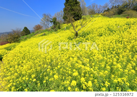 【愛媛県】菜の花が満開の犬寄峠の黄色い丘 【愛媛県】菜の花が満開の犬寄峠の黄色い丘 125316972